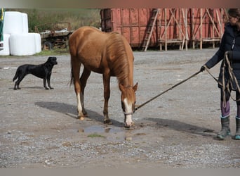 Poni cuarto de milla Mestizo, Semental, 1 año, 157 cm, Alazán