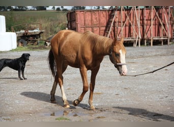 Poni cuarto de milla Mestizo, Semental, 1 año, 157 cm, Alazán