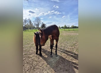 Poni cuarto de milla, Semental, 1 año, Castaño oscuro
