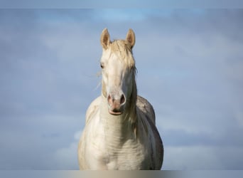 Poni cuarto de milla, Semental, 2 años, 150 cm, Champán