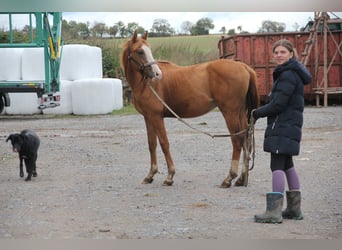 Poni cuarto de milla Mestizo, Semental, 2 años, 157 cm, Alazán