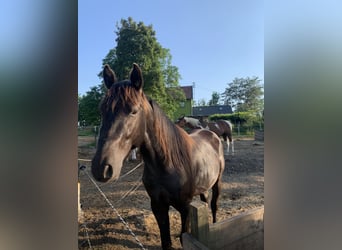 Poni cuarto de milla, Semental, 4 años, 148 cm, Negro