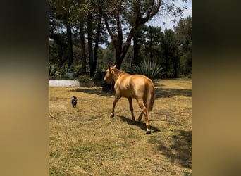 Poni cuarto de milla Mestizo, Semental, 6 años, 145 cm, Champán