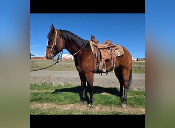 Poni cuarto de milla, Semental, 6 años, 155 cm, Castaño