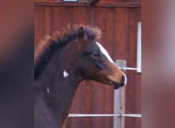 Poni cuarto de milla, Semental, Potro (06/2025), 148 cm, Overo-todas las-capas