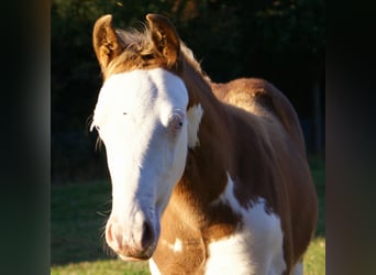 Poni cuarto de milla, Semental, Potro (07/2026), 148 cm, Overo-todas las-capas