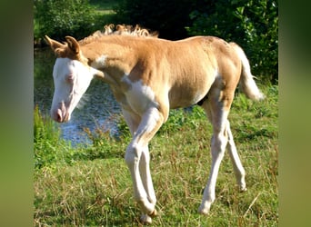 Poni cuarto de milla, Semental, Potro (07/2026), 148 cm, Overo-todas las-capas