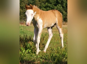 Poni cuarto de milla, Semental, Potro (07/2026), 148 cm, Overo-todas las-capas