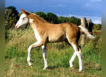 Poni cuarto de milla, Semental, Potro (07/2026), 148 cm, Overo-todas las-capas
