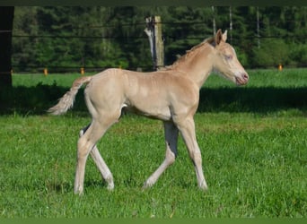 Poni cuarto de milla, Semental, Potro (05/2024), 150 cm, Champán