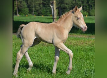 Poni cuarto de milla, Semental, Potro (05/2024), 150 cm, Champán