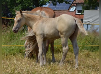 Poni cuarto de milla, Semental, Potro (05/2024), 150 cm, Champán