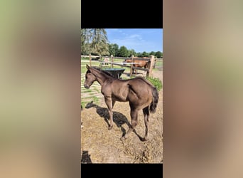 Poni cuarto de milla Mestizo, Semental, Potro (05/2026), 150 cm, Grullo