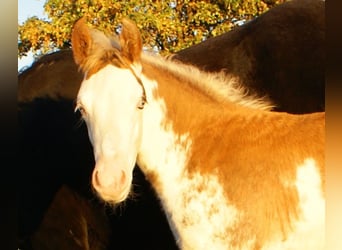 Poni cuarto de milla, Semental, Potro (08/2025), 150 cm, Overo-todas las-capas