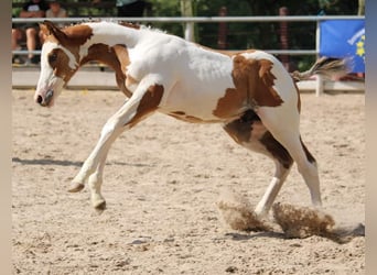 Poni cuarto de milla, Semental, Potro (06/2024), 154 cm, Overo-todas las-capas