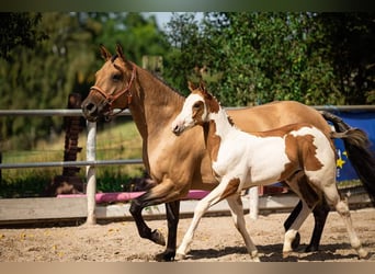 Poni cuarto de milla, Semental, Potro (06/2024), 154 cm, Overo-todas las-capas