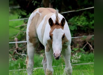 Poni cuarto de milla, Semental, Potro (06/2024), 154 cm, Overo-todas las-capas