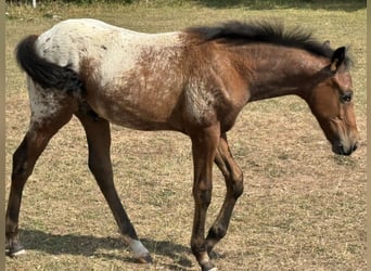 Poni cuarto de milla, Semental, Potro (05/2024), Castaño