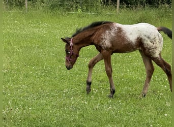 Poni cuarto de milla, Semental, Potro (05/2024), Castaño