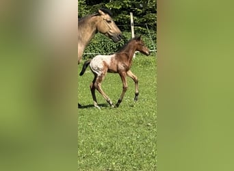 Poni cuarto de milla, Semental, Potro (05/2024), Castaño