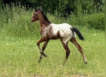 Poni cuarto de milla, Semental, Potro (05/2024), Castaño