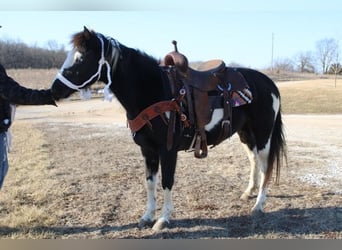 Poni cuarto de milla, Yegua, 10 años, 132 cm, Overo-todas las-capas