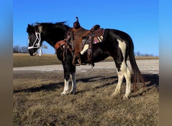 Poni cuarto de milla, Yegua, 10 años, 132 cm, Overo-todas las-capas