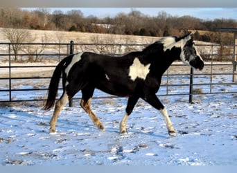 Poni cuarto de milla, Yegua, 10 años, 132 cm, Overo-todas las-capas