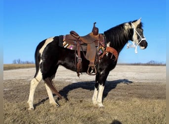 Poni cuarto de milla, Yegua, 10 años, 132 cm, Overo-todas las-capas