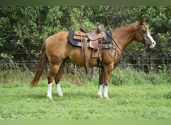 Poni cuarto de milla, Yegua, 10 años, 137 cm, Alazán rojizo