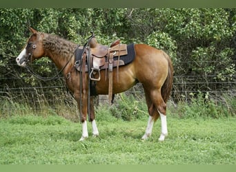Poni cuarto de milla, Yegua, 10 años, 137 cm, Alazán rojizo