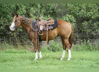 Poni cuarto de milla, Yegua, 10 años, 137 cm, Alazán rojizo