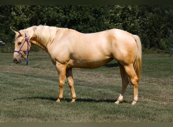 Poni cuarto de milla, Yegua, 10 años, 145 cm, Palomino