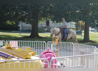 Poni cuarto de milla, Yegua, 10 años, 145 cm, Palomino