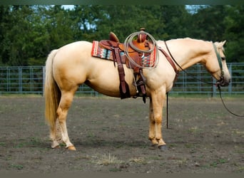 Poni cuarto de milla, Yegua, 10 años, 145 cm, Palomino