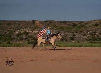 Poni cuarto de milla, Yegua, 11 años, 132 cm, Buckskin/Bayo