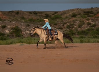 Poni cuarto de milla, Yegua, 11 años, 132 cm, Buckskin/Bayo