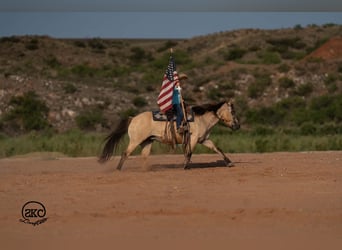 Poni cuarto de milla, Yegua, 11 años, 132 cm, Buckskin/Bayo
