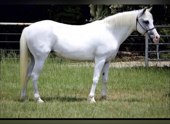 Poni cuarto de milla, Yegua, 11 años, 132 cm, White/Blanco