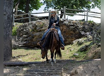 Poni cuarto de milla, Yegua, 12 años, 124 cm, Castaño rojizo