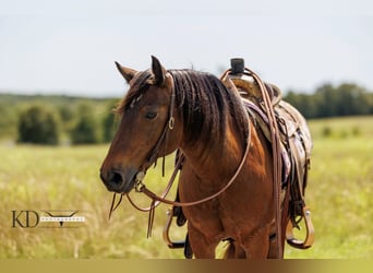 Poni cuarto de milla, Yegua, 12 años, 124 cm, Castaño rojizo