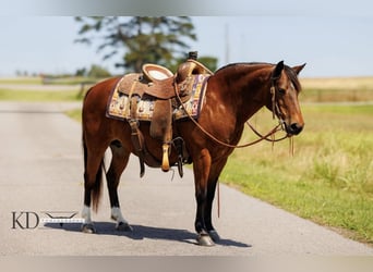 Poni cuarto de milla, Yegua, 12 años, 124 cm, Castaño rojizo