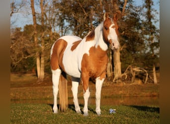 Poni cuarto de milla, Yegua, 12 años, 132 cm