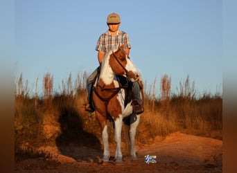 Poni cuarto de milla, Yegua, 12 años, 132 cm