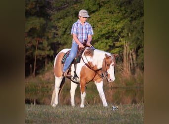 Poni cuarto de milla, Yegua, 12 años, 132 cm