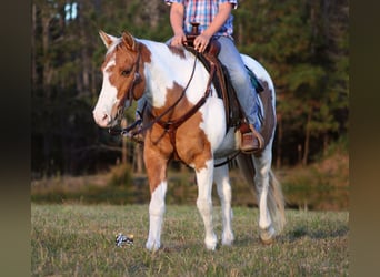 Poni cuarto de milla, Yegua, 12 años, 132 cm