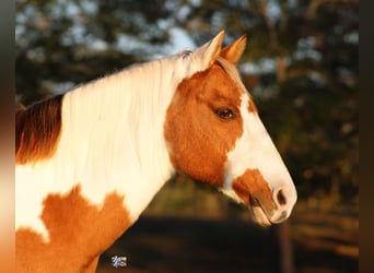 Poni cuarto de milla, Yegua, 12 años, 132 cm