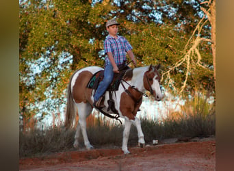 Poni cuarto de milla, Yegua, 12 años, 132 cm