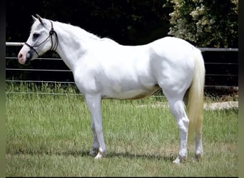 Poni cuarto de milla, Yegua, 12 años, 132 cm, White/Blanco