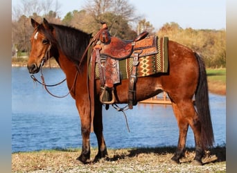 Poni cuarto de milla, Yegua, 12 años, 140 cm, Castaño rojizo